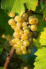 Image showing Grapes cluster