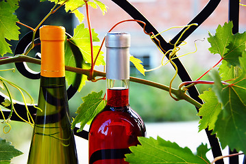 Image showing Wine bottles between vine leaves