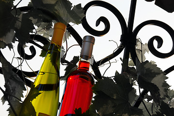 Image showing Wine bottles between vine leaves