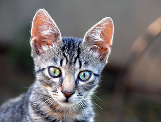 Image showing Young cat portrait