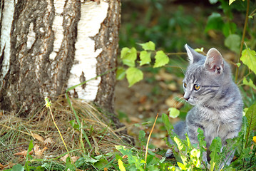 Image showing Gray cat portrait outdoor