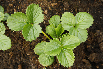 Image showing strawberry plants