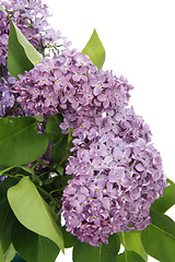 Image showing Syringa