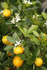 Image showing Tangerine tree