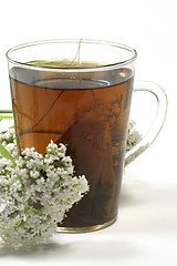 Image showing Valerian tea