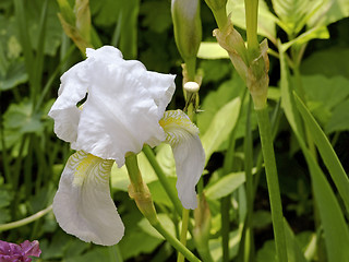 Image showing White iris