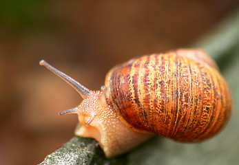 Image showing Snail