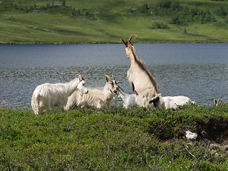 Image showing Goats