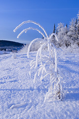 Image showing FROZEN: little tree