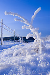 Image showing FROZEN: little tree