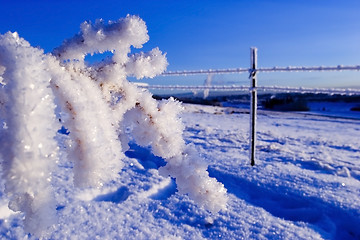 Image showing Icy branch