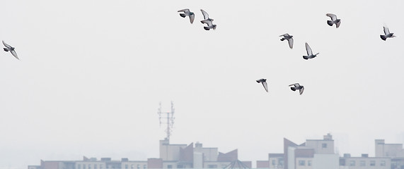 Image showing Pigeons Take Flight