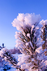 Image showing FROZEN: pine branch