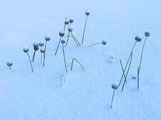 Image showing Grass on the snow