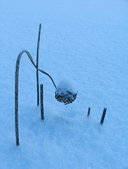 Image showing Grass on the snow