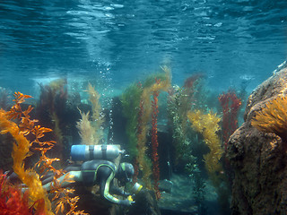 Image showing Scuba Diver Underwater