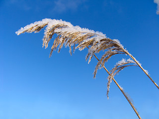 Image showing Grass dressed in the snow overcoat