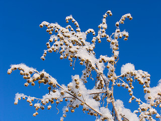 Image showing Wormwood dressed in the snow overcoat