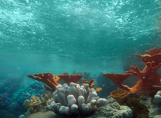 Image showing Underwater View of the Ocean With LIght Shining Through the Wave