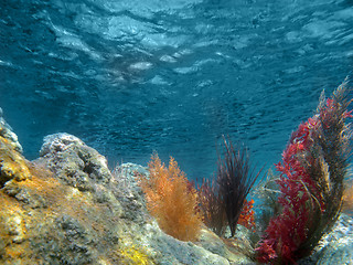 Image showing Underwater View of the Ocean With Plants and Coral