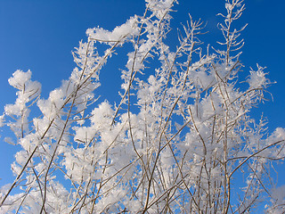 Image showing Grass dressed in the snow overcoat