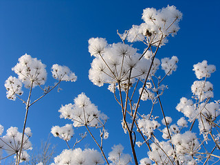 Image showing Grass dressed in the snow overcoat