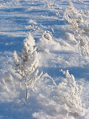 Image showing Grass on the snow