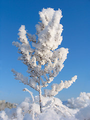 Image showing Grass dressed in the snow overcoat