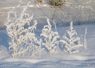 Image showing Grass on the snow