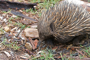 Image showing australian echidna anteater