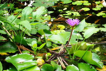 Image showing water lily in the pond or lake 