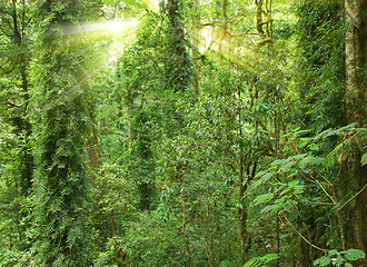 Image showing sunshine in rain forest