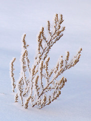 Image showing Withered grass on the snow