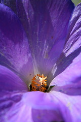 Image showing Purple Wild Flower