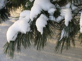 Image showing Branch of Pinus sibirica covered under the Snow