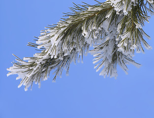 Image showing Branch covered with hoar-frost