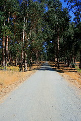 Image showing Road In A Park