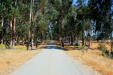 Image showing Road In A Park