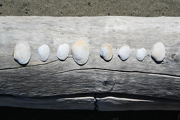 Image showing Seashells