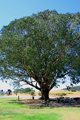 Image showing Single Tree