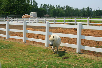 Image showing White Miniature Horse