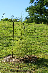 Image showing Young Pine Tree