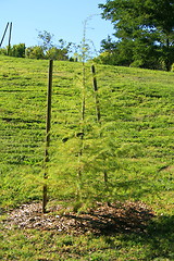 Image showing Young Pine Tree