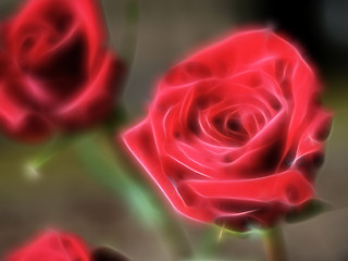 Image showing rose