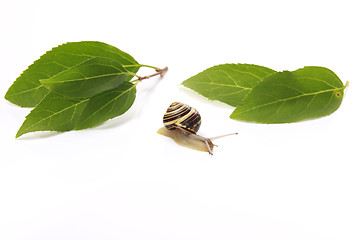 Image showing snail and leafs