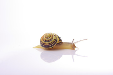 Image showing snail