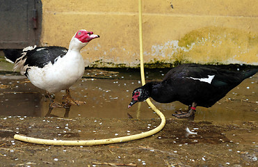 Image showing Farm Ducks