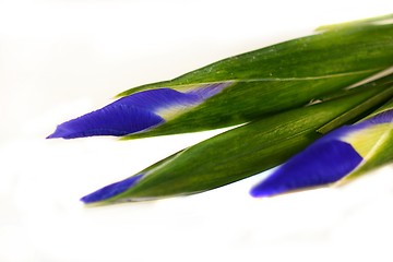 Image showing Iris