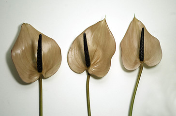 Image showing Beige Flowers