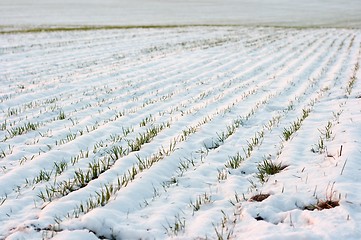 Image showing Snowy field